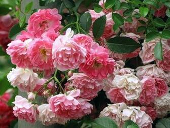 Peony Morn Wallpaper