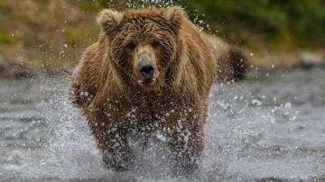 What Not To Do In A Bear Attack Push Your Slower Friends Down