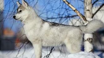 Siberian Husky Wallpaper High Resolution And Quality