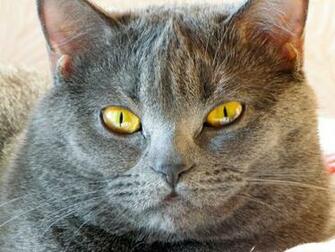 Angry Cat Staring