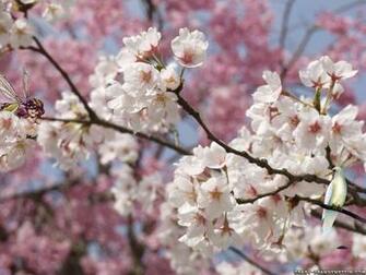 Spring Season Wallpaper For Desktop Background HD