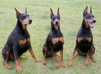 Cute Doberman Pinscher Dogs Photo HD