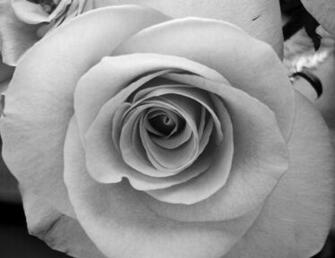 Black And White Roses Wallpaper