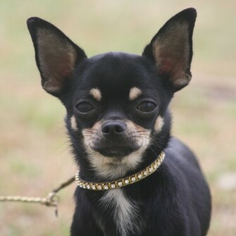Cute Black Chiwawa Wallpaper Magz