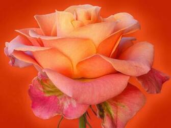 Rose Wallpaper Beauty Red