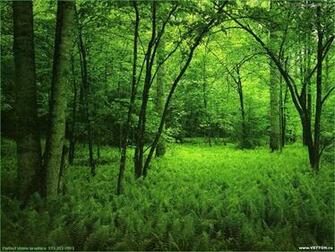 Best China Forest Desktop Wallpaper Background Collection