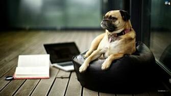 Like A Boss Funny Animal Wallpaper Wallpaper55