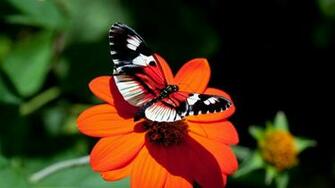 Beautiful Wallpaper For Desktop HD Butterfly