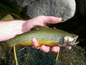 Pa State Fish Brook Trout For