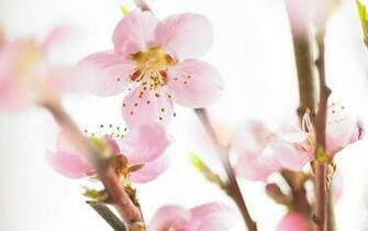 Spring Computer Background HD Wallpaper
