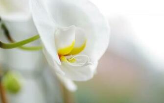 Elegant Floral Wallpaper Plant Desktop Background