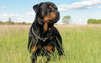 Rottweiler Wallpaper For My Computer On