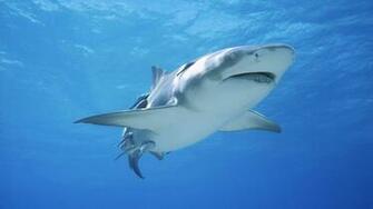 Great White Shark