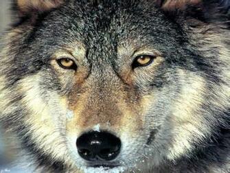 Wolf Wallpaper