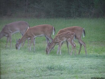 Whitetail Deer Wallpaper