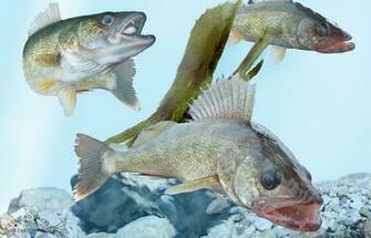 Walleye Wallpaper