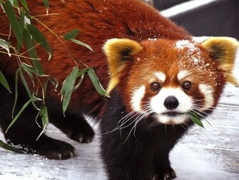Red Panda Wallpaper Snow HD Background Desktop