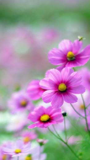 Flowers In Full Bloom Android Phone Wallpaper