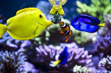 Varied Diet For Marine Fish