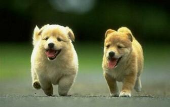 Dog Wallpaper HD In Animals Imageci