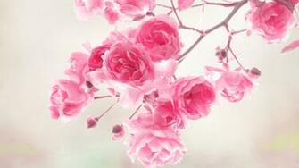 Pics Photos Full HD Flowers Wallpaper For