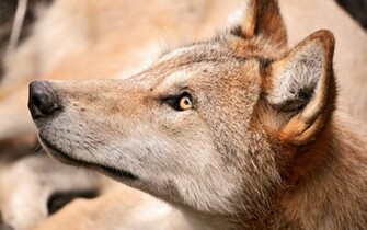 Beautiful Animal Desktop Wallpaper Background These Humors