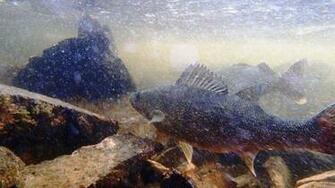 Walleye Wallpaper