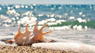 Beautiful Shell Wallpaper