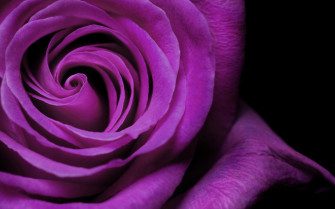 Violet Rose Wallpaper