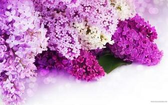 Purple Lilac Wallpaper Desktop And Mobile Wallippo