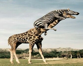 Cute Funny Animalz Animal Love Pictures And Wallpaper