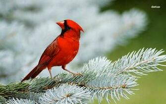Winter Cardinal