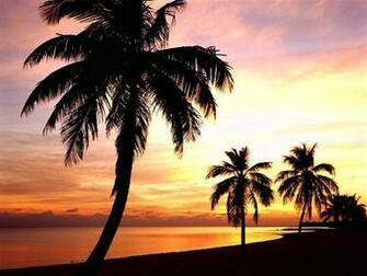 Beautiful Palm Tree Wallpaper High Definition
