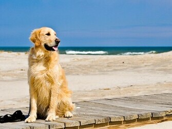 Golden Retriever Wallpaper For Windows