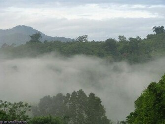 Best Wallpaper Natural Rain Forest