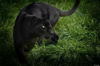 Wallpaper Black Leopard Panther Wild Cat Cats