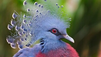Blue Bird With Red Eyes Wallpaper And Image Pictures