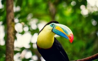 Toucan Wallpaper