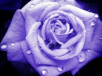 Blue Rose Wallpaper HD Pictures Topwallpaper