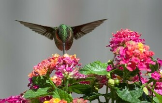 Hummingbird Computer Wallpaper Desktop Background Id