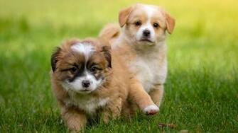 Cute Two Puppies Wallpaper HD Stream