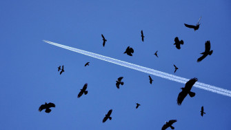 Birds Flying Wallpaper