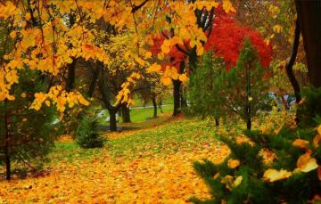 Wallpaper Autumn Trees Park Fall Foliage Colors