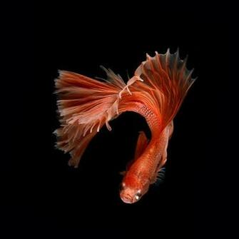 iPhone 6s Announced With Betta Background Live Tropical Fish