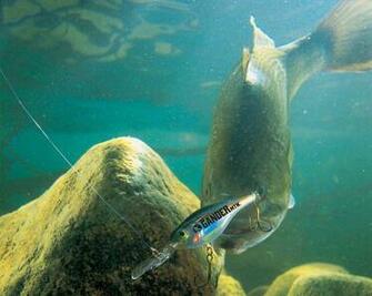 All Bass Fishing Background Image Pics Comments