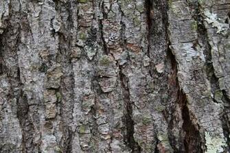 Tree Background HD Bark