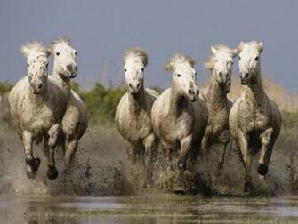 Wallpaper Horse High Quality Background For Mobile iPhone