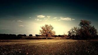Tree HD Wallpaper Full Desktop Background