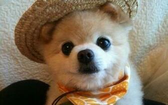 Wallpaper Pomeranian Pictures