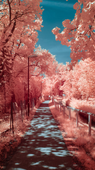 Arbres Trees Arboles Panosundaki Pin